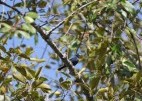 Porphyrospiza caerulescens_campainha-azul