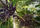 SEMA participou da entrega da Revitalização do Parque da Juçara8